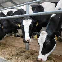 Животноводство в Казахстане